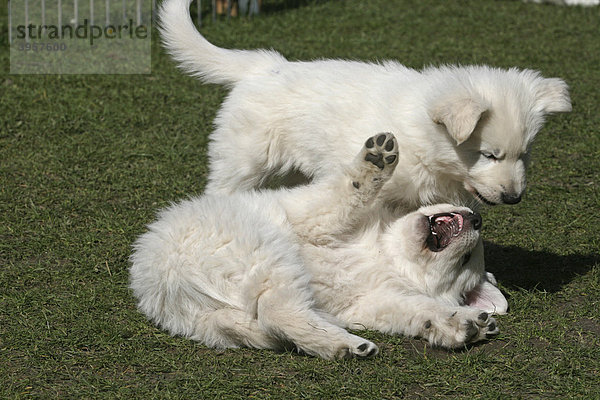 2 Weisse Schweizer Schäferhund Welpen  7 Wochen alt  spielen zusammen