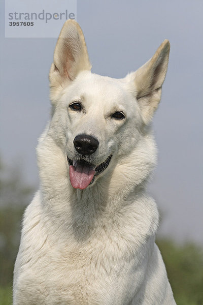 Weißer Schweizer Schäferhund (Berger Blanc Suisse)  Porträt