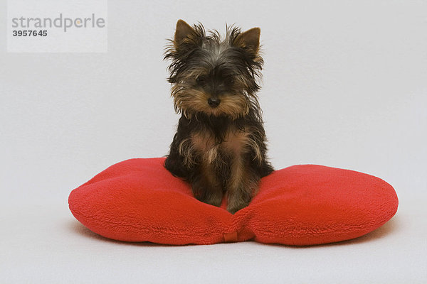 Yorkshire Terrier Welpe  14 Wochen alt  sitzt auf einem rotem Herzkissen