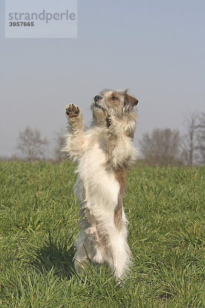 Jack Russell-Shi Tzu hybrid  standing on it's hind legs