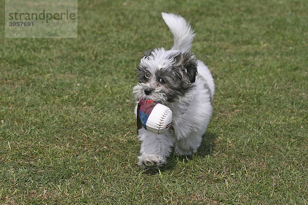 Maltese-Shi Tzu hybrid  13 weeks old  running across a meadow  toy in mouth