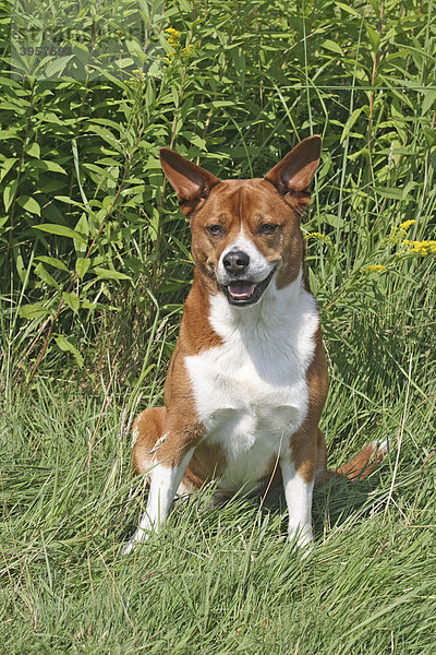 Beagle-Mops Mischling sitzt auf der Wiese