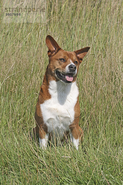 Beagle-Mops Mischling sitzt auf der Wiese