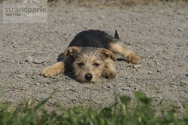 Yorkshire Terrier-Jack Russell Terrier Mischling  14 Wochen alt  liegt auf Weg im Park