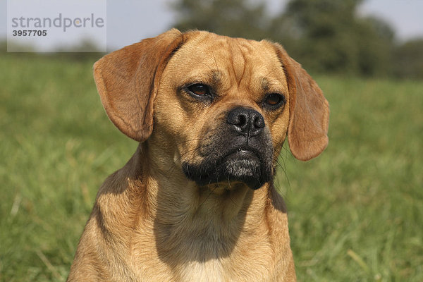 Mops-Beagle Mischling Rüde 16 Monate  Porträt