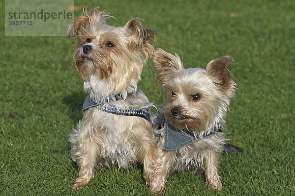 2 Yorkshire Terrier-Malteser Mischlinge sitzen nebeneinander auf der Wiese