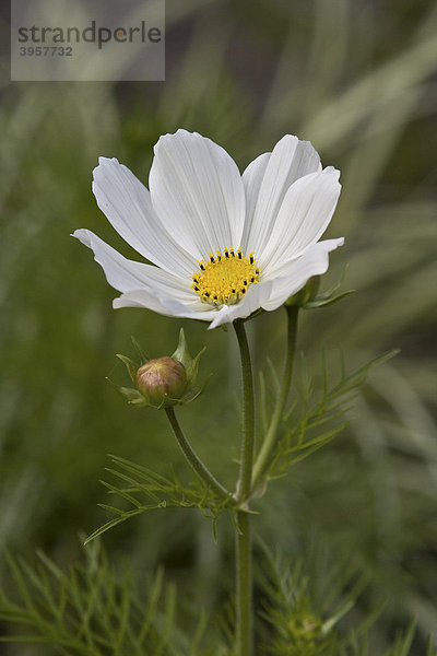 Schmuckkörbchen (Cosmos bipinnatus)  weiße Blüte