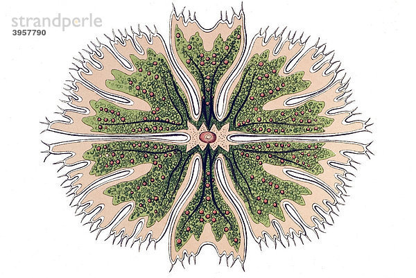 Historische Illustration  Tafel 24  Titel Desmidiea  Zierdinge  Name Staurastrum  13/ Euastrum apiculatum  Ernst Haeckel  Kunstformen der Natur