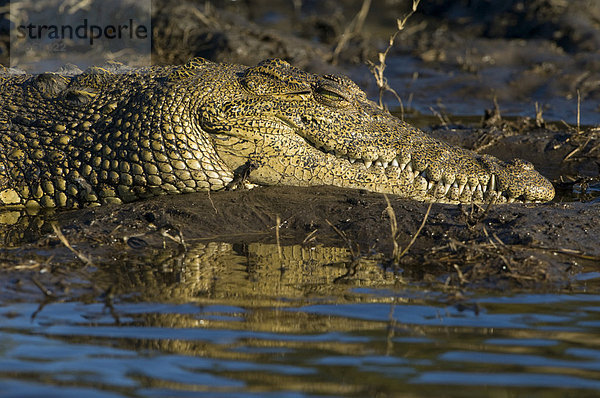 Nilkrokodil (Crocodylus niloticus) am Ufer des Choberivers  Portrait  Chobe Nationalpark  Botswana  Afrika