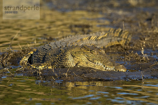 Nilkrokodil (Crocodylus niloticus) am Ufer des Choberivers  Chobe Nationalpark  Botswana  Afrika