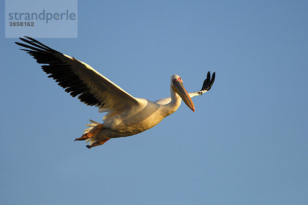 Rosapelikan (Pelecanus onocrotalus) im Flug  Walvisbay  Namibia  Afrika