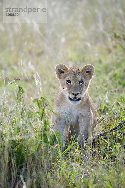 Löwe (Panthera leo)  Jungtier  Masai Mara National Reserve  Kenia  Ostafrika  Afrika