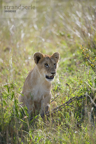 Löwe (Panthera leo)  Jungtier  Masai Mara National Reserve  Kenia  Ostafrika  Afrika