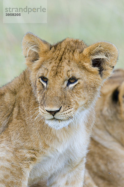 Löwe (Panthera leo)  Jungtier  Portrait  Masai Mara National Reserve  Kenia  Ostafrika  Afrika