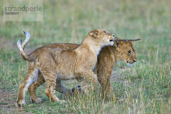 Löwe (Panthera leo)  Jungtiere beim Spielen  Masai Mara National Reserve  Kenia  Ostafrika  Afrika