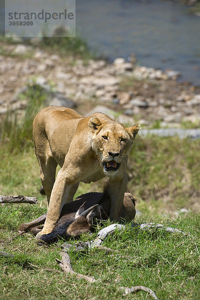 Löwe (Panthera leo)  Löwin mit Beute  Streifengnu (Connochaetes taurinus)  Masai Mara National Reserve  Kenia  Ostafrika  Afrika