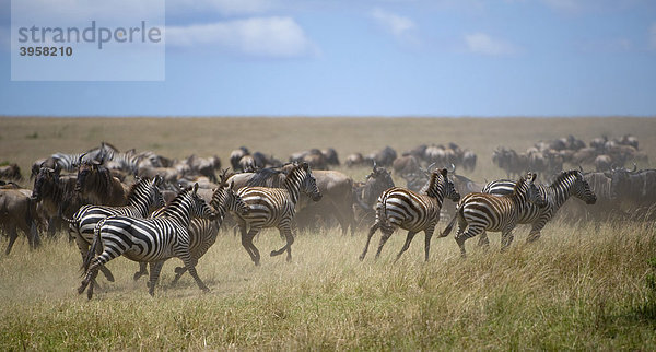 Streifengnus (Connochaetes taurinus)  und Steppenzebras (Equus quagga boehmi)  zur Zeit der großen Wanderung in der Steppe des Masai Mara National Reserve  Kenia  Ostafrika  Afrika Equus quagga Steppenzebra