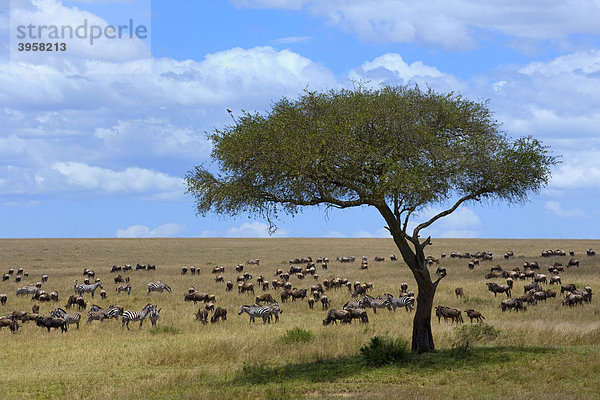 Streifengnus (Connochaetes taurinus)  und Steppenzebras (Equus quagga boehmi)  zur Zeit der großen Wanderung in der Steppe des Masai Mara National Reserve  Kenia  Ostafrika  Afrika Equus quagga Steppenzebra