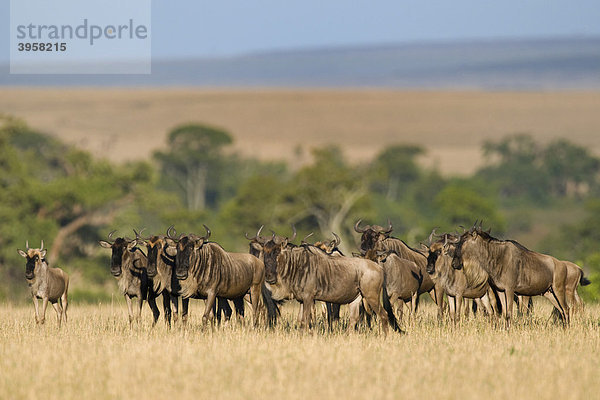 Streifengnuherde (Connochaetes taurinus)  Masai Mara National Reserve  Kenia  Ostafrika  Afrika