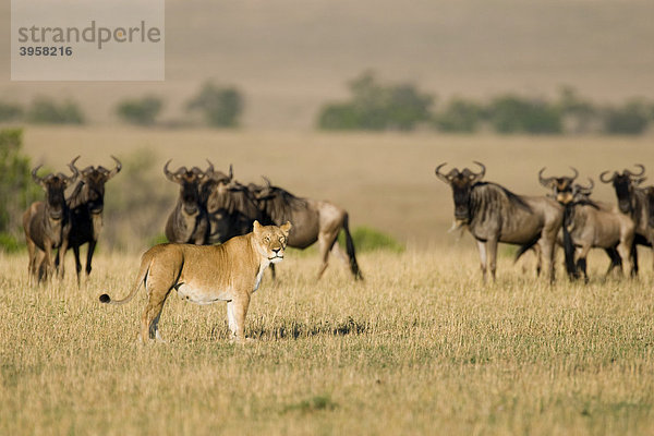 Streifengnuherde (Connochaetes taurinus) und Löwe (Panthera leo)  Masai Mara National Reserve  Kenia  Ostafrika  Afrika