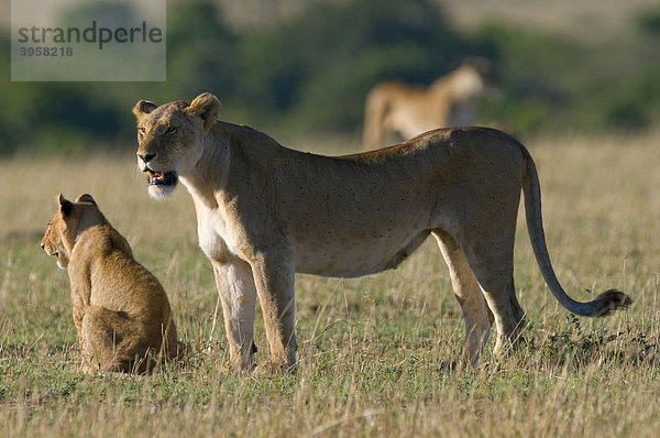 Löwen (Panthera leo)  Löwin mit Jungem  Masai Mara National Reserve  Kenia  Ostafrika  Afrika