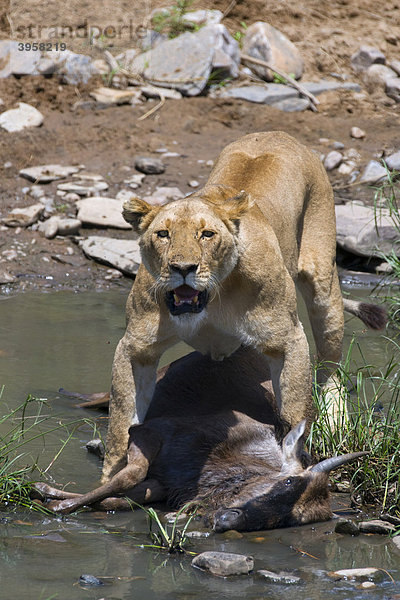 Löwe (Panthera leo)  Löwin mit Beute  Streifengnu (Connochaetes taurinus)  am Talekriver  Masai Mara National Reserve  Kenia  Ostafrika  Afrika