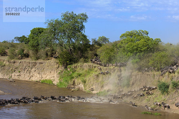Streifengnus (Connochaetes taurinus) durchqueren den Mara River  Masai Mara National Reserve  Kenia  Ostafrika  Afrika