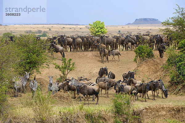 Streifengnus (Connochaetes taurinus) und Steppenzebras (Equus quagga boehmi) sammeln sich vor dem Durchqueren des Mara River  Masai Mara National Reserve  Kenia  Ostafrika  Afrika