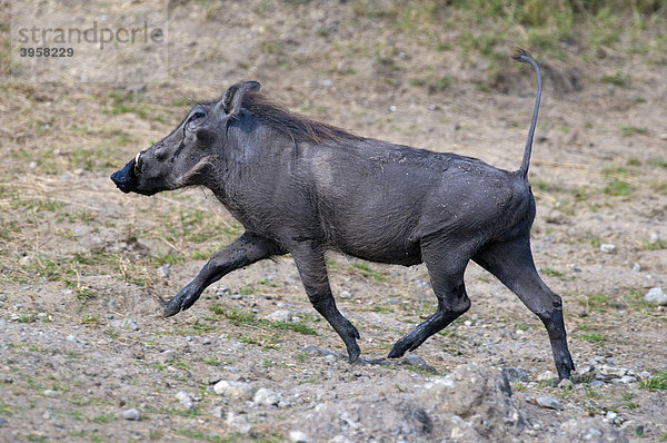 Warzenschwein (Phacochoerus africanus)  Masai Mara National Reserve  Kenia  Ostafrika  Afrika
