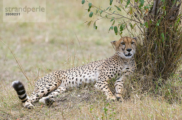 Gepard (Acinonyx jubatus) liegt im Schatten von einem Busch  Masai Mara National Reserve  Kenia  Ostafrika  Afrika
