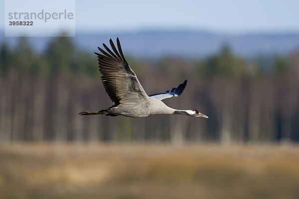 Kranich (Grus grus)  fliegend in der Landschaft  Hornborgasee  Västergötland  Schweden  Skandinavien  Europa