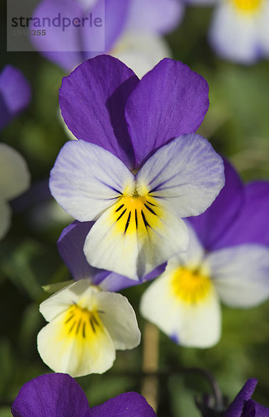 Wildes Stiefmütterchen (Viola tricolor)  Blüten  Västergötland  Schweden  Skandinavien  Europa