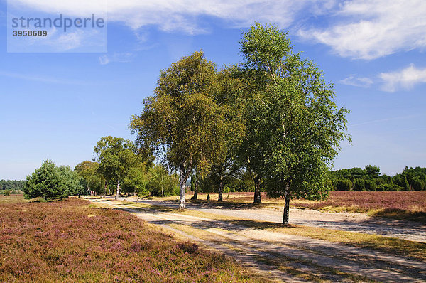 Heidelandschaft an der Straße von Undeloh nach Wilsede  Naturpark Lüneburger Heide  Niedersachsen  Deutschland  Europa