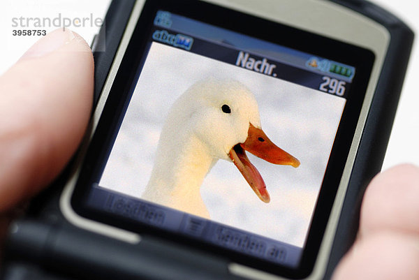 Handy mit Foto einer quakenden Ente  Symbolfoto Mobiltelefonie und SMS