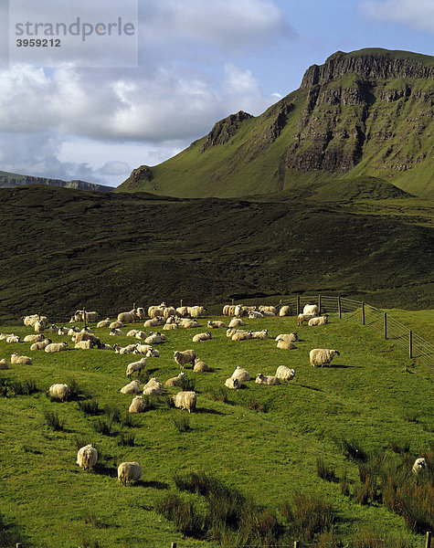 Schafe vor dem Trotternish Ridge Berggrat  Isle of Skye  Schottland  Großbritannien  Europa