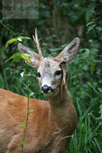 Rehbock (Capreolus capreolus) mit Rosenstockbruch  sog. Pendelstangenbock