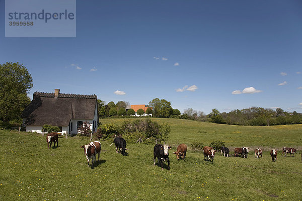 Rinder auf Weide  Gemeinde Brodersby in der Landschaft Angeln  Östliches Hügelland  Schleswig-Holstein  Norddeutschland  Deutschland  Europa
