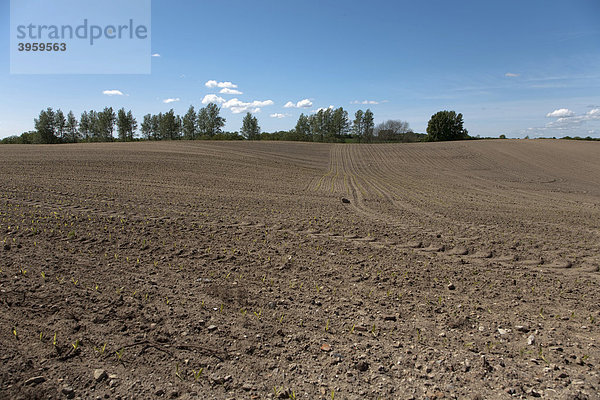 Frisch bepflanzter Acker in der Landschaft Angeln  Schleswig-Holstein  Norddeutschland  Deutschland  Europa