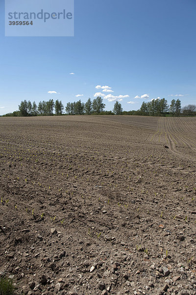 Frisch bepflanzter Acker in der Landschaft Angeln  Schleswig-Holstein  Norddeutschland  Deutschland  Europa