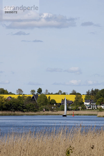 Schlei  Segelrevier mit Zugang zur Ostsee  Schleswig-Holstein  Norddeutschland  Deutschland  Europa