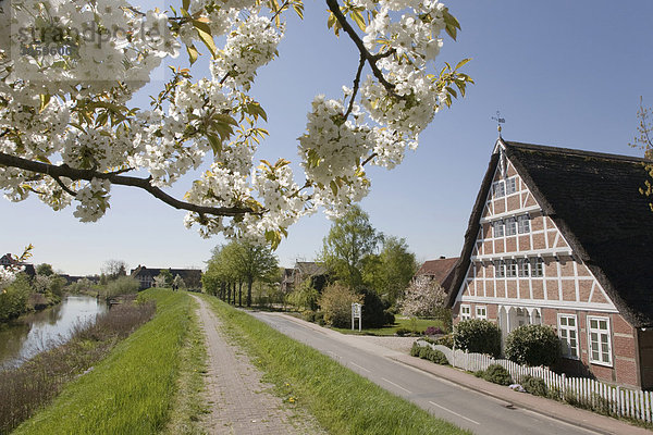 Charakteristisches Altländer Bauernhaus  Kirschblüte  Altes Land  Niederelbe  Niedersachsen  Norddeutschland  Deutschland  Europa