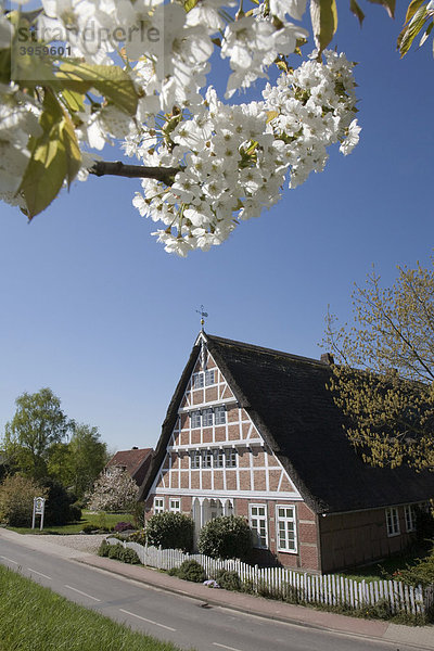 Charakteristisches Altländer Bauernhaus  Kirschblüte  Altes Land  Niederelbe  Niedersachsen  Norddeutschland  Deutschland  Europa