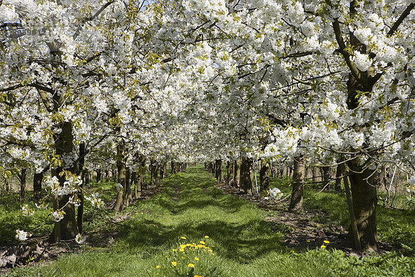 Blütenpracht im Frühjahr  Kirschblüte  Altes Land  Niederelbe  Niedersachsen  Norddeutschland  Deutschland  Europa