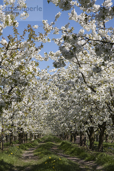 Blütenpracht im Frühjahr  Kirschblüte  Altes Land  Niederelbe  Niedersachsen  Norddeutschland  Deutschland  Europa