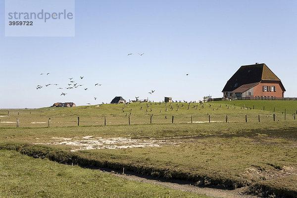 Schwarm von Gänsen auf der Hallig Nordstrandischmoor im Nationalpark Schleswig Holsteinisches Wattenmeer  Unesco Weltnaturerbe  Schleswig-Holstein  Nordfriesland  Norddeutschland  Deutschland  Europa