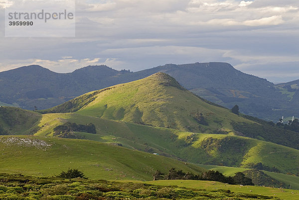 Hügelige Felder  Otago Halbinsel  Neuseeland