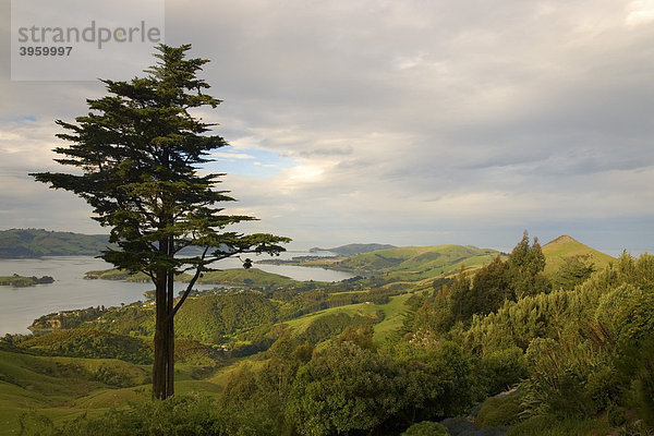 Einsamer Baum und grüne Felder vom Garten des Larnach Castle Schlosses aus  Otago Halbinsel  Neuseeland