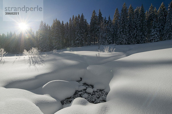 Schneebedeckte Waldlichtung mit Sonne und blauem Himmel  morgens  Schwarzwald  Baden-Württemberg  Deutschland