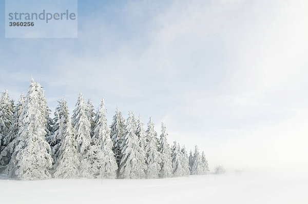 Mit Schnee und Reif bedeckte Tannen und Nebel  Schauinsland  Schwarzwald  Baden-Württemberg  Deutschland