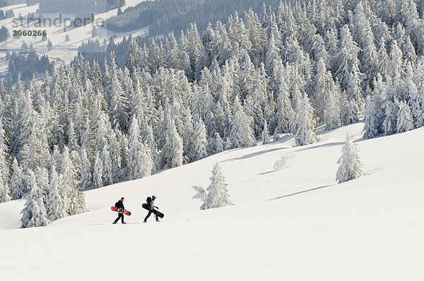 Mit Schnee und Reif bedeckte Tannen und Schneeschuhwanderer mit Snowboards  Feldberg  Schwarzwald  Baden-Württemberg  Deutschland